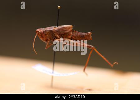 Rocky Mountain Streused Locust (Chloealtis abdominalis) Insecta Stockfoto