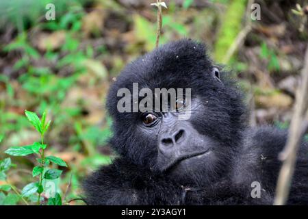 Ein Gorilla im Bwndi Inpenetrable National Park Uganda. Bwindi ist ein UNESCO-Weltkulturerbe. Foto von Matthias Mugisha Stockfoto