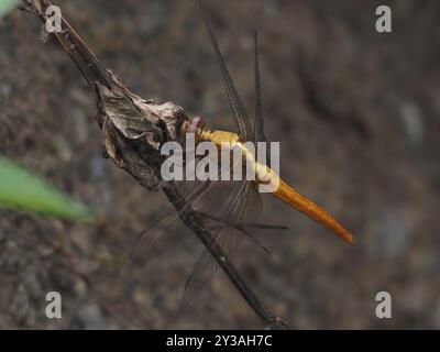 Rotskimmer (Orthetrum pruinosum neglectum) Insecta Stockfoto