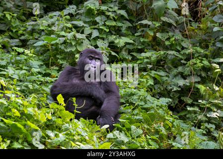 Ein Gorilla im Bwndi Inpenetrable National Park Uganda. Bwindi ist ein UNESCO-Weltkulturerbe. Foto von Matthias Mugisha Stockfoto