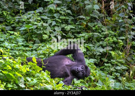 Ein Gorilla im Bwndi Inpenetrable National Park Uganda. Bwindi ist ein UNESCO-Weltkulturerbe. Foto von Matthias Mugisha Stockfoto