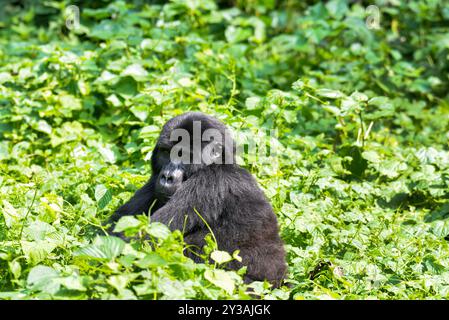 Ein Gorilla im Bwndi Inpenetrable National Park Uganda. Bwindi ist ein UNESCO-Weltkulturerbe. Foto von Matthias Mugisha Stockfoto