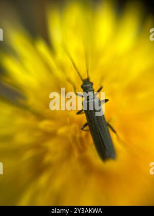 (Oedemera lurida) Insecta Stockfoto