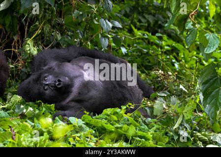 Ein Gorilla im Bwndi Inpenetrable National Park Uganda. Bwindi ist ein UNESCO-Weltkulturerbe. Foto von Matthias Mugisha Stockfoto