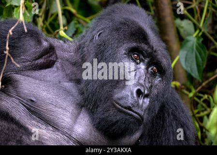 Gorillas im Bwndi Inpenetrable National Park Uganda. Bwindi ist ein UNESCO-Weltkulturerbe Stockfoto