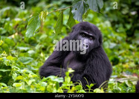 Ein Gorilla im Bwndi Inpenetrable National Park Uganda. Bwindi ist ein UNESCO-Weltkulturerbe. Foto von Matthias Mugisha Stockfoto