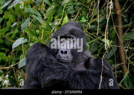 Ein Silver Back Mounatin Gorilla im Bwndi Inpenetrable National Park Uganda. Bwindi ist ein UNESCO-Weltkulturerbe Stockfoto