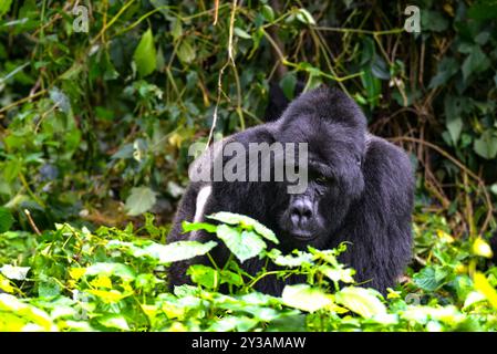 Ein Silver Back Mounatin Gorilla im Bwndi Inpenetrable National Park Uganda. Bwindi ist ein UNESCO-Weltkulturerbe Stockfoto