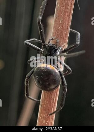 Mediterrane falsche schwarze Witwe (Steatoda paykulliana) Arachnida Stockfoto