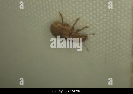 Nussblatt Weevil (Strophosoma melanogrammum) Insecta Stockfoto