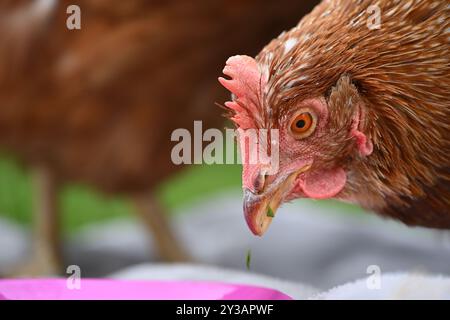 Tierrettungshennen, die im Garten Leckereien essen Stockfoto