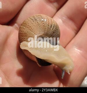 Spanische Schnecke (Otala punctata) Mollusca Stockfoto