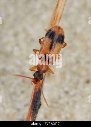 monoceros-Käfer (Notoxus monoceros) Insecta Stockfoto