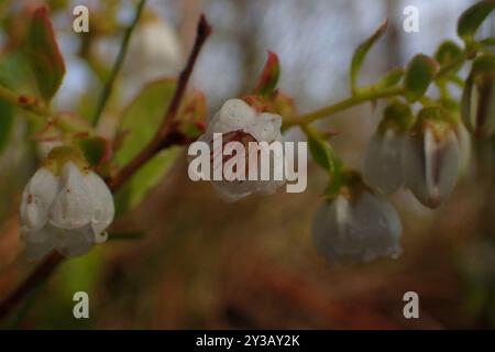Zwerghuckleberry (Gaylussacia dumosa) Plantae Stockfoto