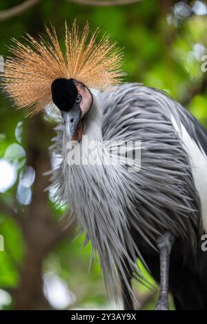 Ein majestätischer Grau gekrönter Kranich steht hoch in einer üppigen, tropischen Umgebung. Seine elegante Pose und sein lebendiges Gefieder machen ihn zu einem wunderschönen Motiv für jede Natur Stockfoto