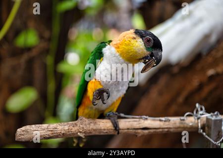 Ein lebendiger Schwarzköpfiger Caique wird in einem Moment purer Freude festgehalten, während er einen köstlichen Leckerbissen serviert. Seine leuchtenden Farben und sein verspielter Ausdruck machen ihn zu einer d Stockfoto