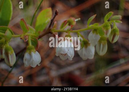 Zwerghuckleberry (Gaylussacia dumosa) Plantae Stockfoto