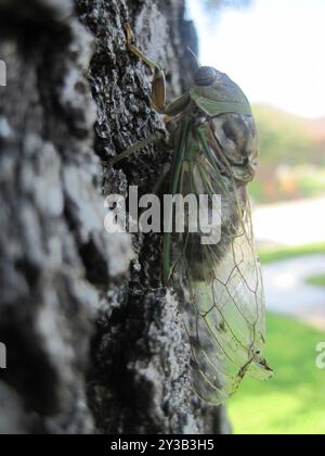 RESH Cicada (Megatibicen RESH) Insecta Stockfoto