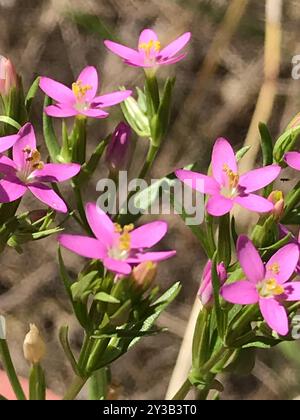 Schlanke Zentaury (Centaurium tenuiflorum) Plantae Stockfoto