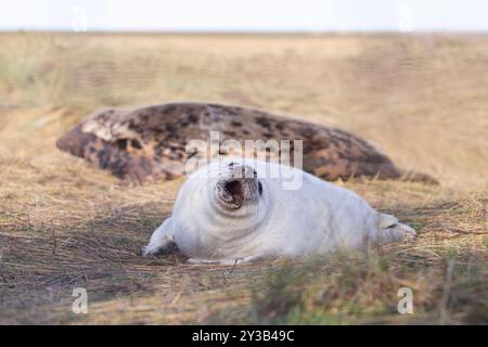 Ein süßer neugeborener Graurobbenjunge, fotografiert während der Jungsaison bei Donna Nook. Stockfoto