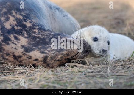 Ein niedlicher, grauer Robbenjunge bleibt in der Nähe seiner Mutter. Stockfoto