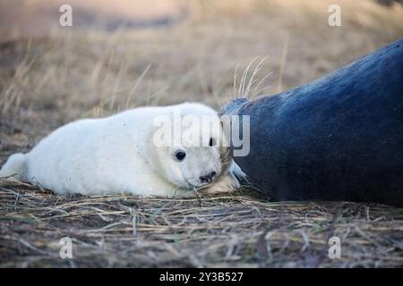 Ein niedlicher, grauer Robbenjunge bleibt in der Nähe seiner Mutter. Stockfoto