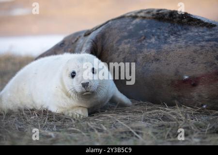 Ein niedlicher, grauer Robbenjunge bleibt in der Nähe seiner Mutter. Stockfoto