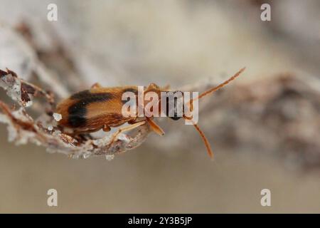 monoceros-Käfer (Notoxus monoceros) Insecta Stockfoto