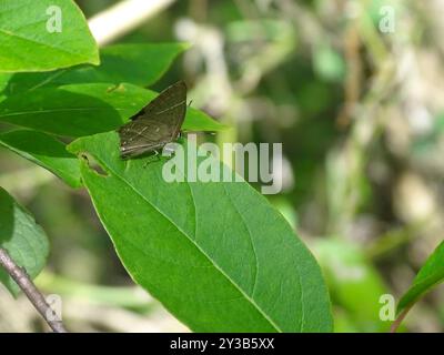 White M Hairstreak (Parrhasius M-Album) Insecta Stockfoto