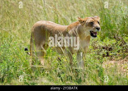 Ein Löwe im Murchison Falls National Park Uganda. Foto von Matthias Mugisha Stockfoto