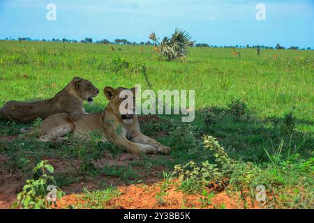 Löwen im Murchison Falls National Park Uganda. Foto von Matthias Mugisha Stockfoto