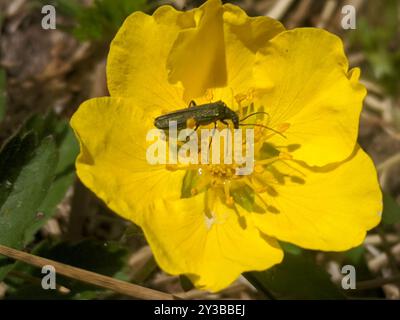 (Oedemera lurida) Insecta Stockfoto