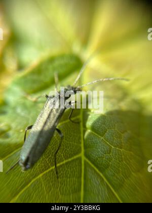 (Oedemera lurida) Insecta Stockfoto