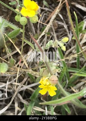 Blasenschoten (Physaria) Plantae Stockfoto