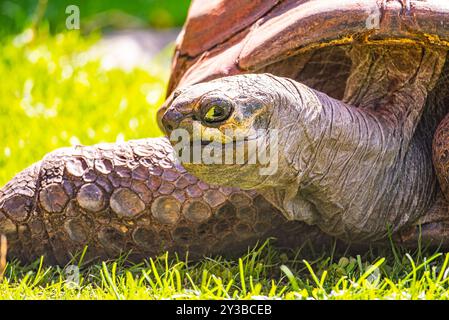 Eine friedliche Schildkröte genießt einen sonnigen Tag auf lebhaftem, grünem Gras, seinen schuppigen Gliedmaßen und seiner gewölbten Muschel vor der hellen Kulisse. Stockfoto