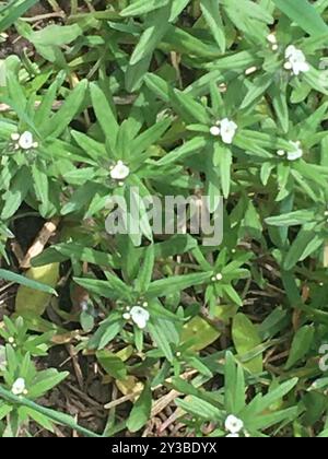 Maisgromwell (Buglossoides arvensis) Plantae Stockfoto