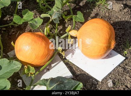 Japanischer roter Uchiki Kuri-Kürbis reift in einem Kleingarten, England, Großbritannien Stockfoto