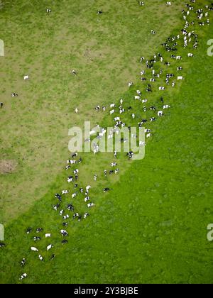 Hochwinkelaufnahme von Kühen, die auf einem großen, üppigen grünen Feld weiden, das in zwei verschiedene Abschnitte unterteilt ist, um Ackerland und Landwirtschaft zu veranschaulichen. Stockfoto