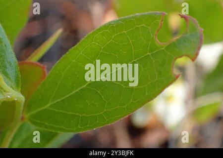 Zwerghuckleberry (Gaylussacia dumosa) Plantae Stockfoto