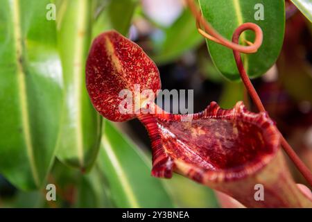 Tropische Kannenpflanzen, Affentassen (Nepenthes) während der Ausstellung fleischfressender Pflanzen im Südböhmischen Museum in Ceske Budejovice, Tschechische Republik Stockfoto