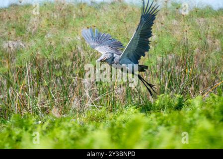 SHOEBILL - Balaeniceps rex , VU,R-VU - Uganda Stockfoto