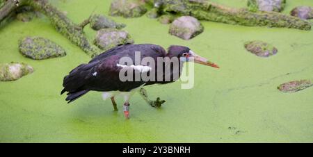 Abdimstorch (Ciconia abdimii) Stockfoto