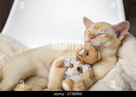 Das bezaubernde rote burmesische Kätzchen schläft in einem weißen Bett und umarmt einen Teddybären auf einem weichen Kissen. Stockfoto