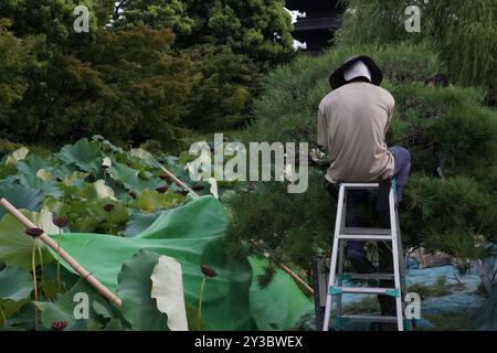 Nelumbo ist eine Gattung von Wasserpflanzen mit großen, auffälligen Blüten Stockfoto