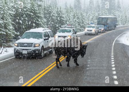 Schnee entlang einer Yellowstone-Nationalparkstraße mit einer Kreuzung von American Bison (Bison Bison) und Fahrzeugen im Stau, Wyoming, USA. Stockfoto