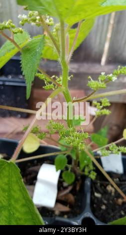 Westindische Brennnessel (Laportea aestuans) Plantae Stockfoto
