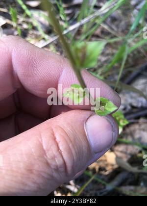 Die Plantae der Venus aus Glas (Triodanis perfoliata) Stockfoto