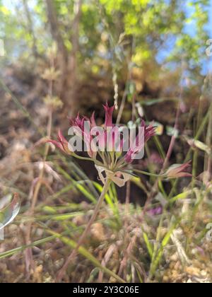 Zwiebel (Allium crispum) Plantae Stockfoto