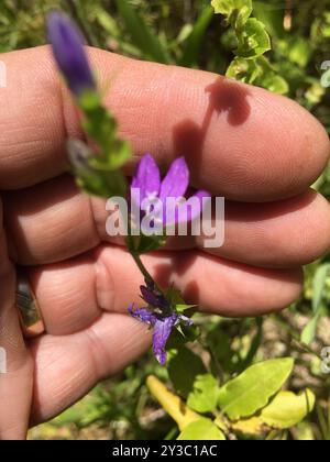 Die Plantae der Venus aus Glas (Triodanis perfoliata) Stockfoto