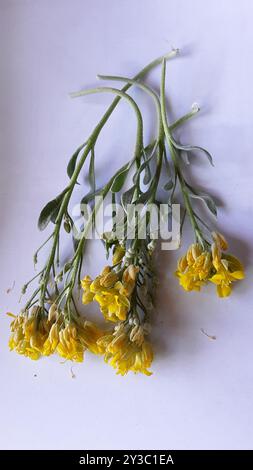 Blasenschoten (Physaria) Plantae Stockfoto